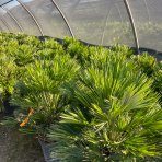 Palmička nízka (Chamaerops Humilis) - výška kmeňa 10-20 cm, celková výška 60-80 cm, kont. C15L  (-14°C) - 3 až 5 paliem v jednom kvetináči